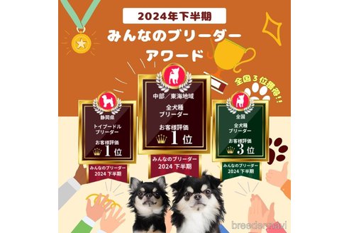 成約済の静岡県のトイプードル-372067の6枚目